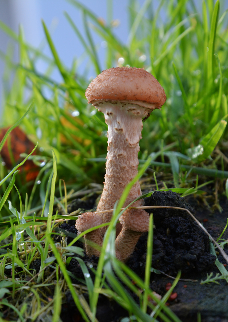 The face and a hat on fungus