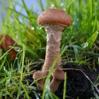 The face and a hat on fungus