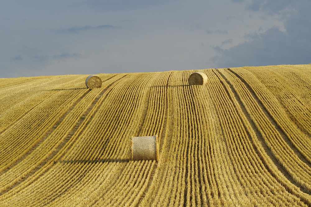 The face in the field