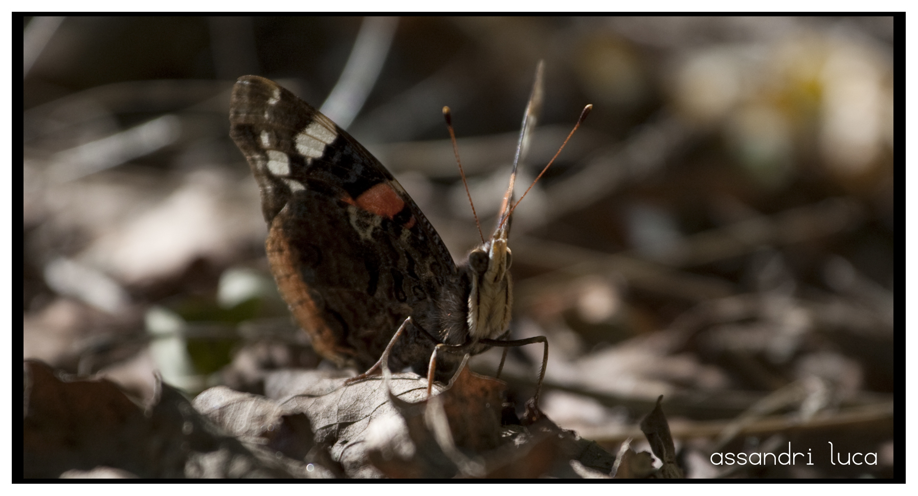 the face of the butterfly