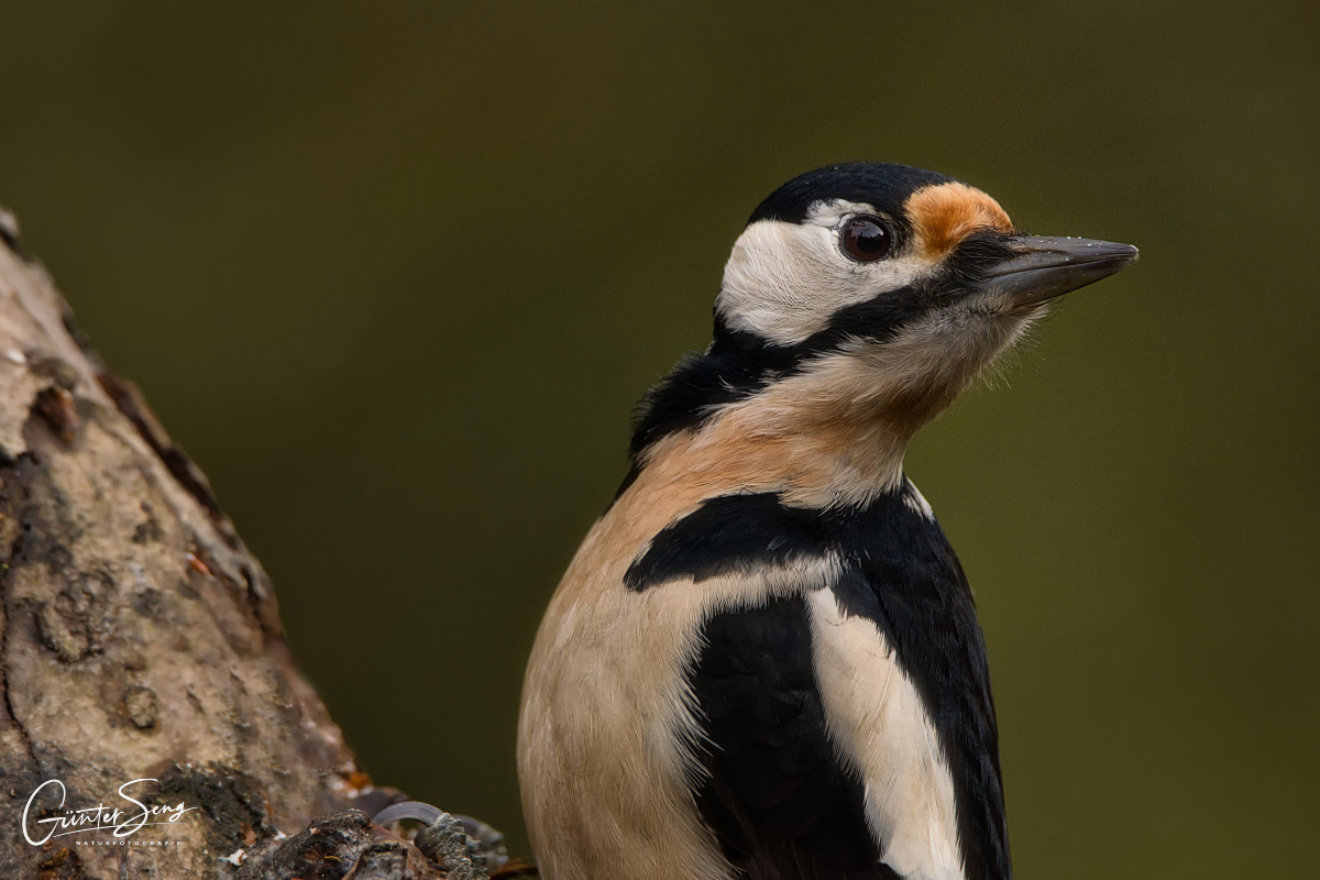 The faithful great spotted woodpecker