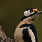 The faithful great spotted woodpecker