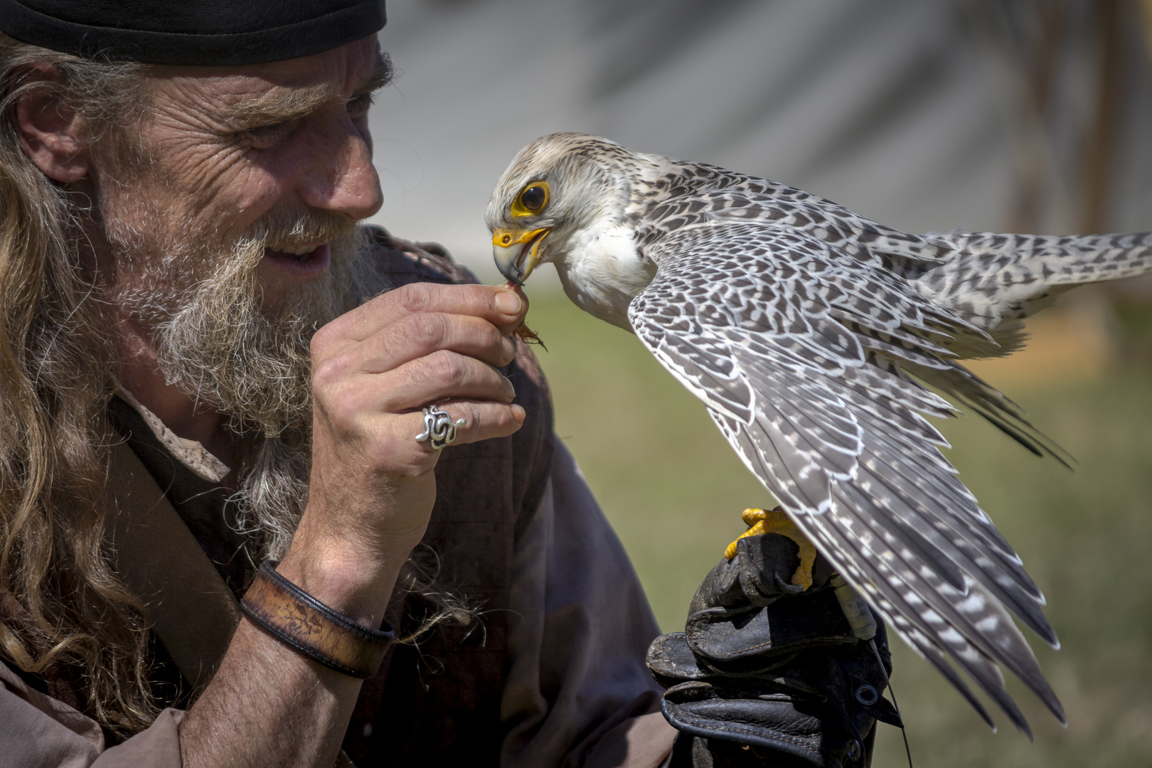 The Falconer (2)