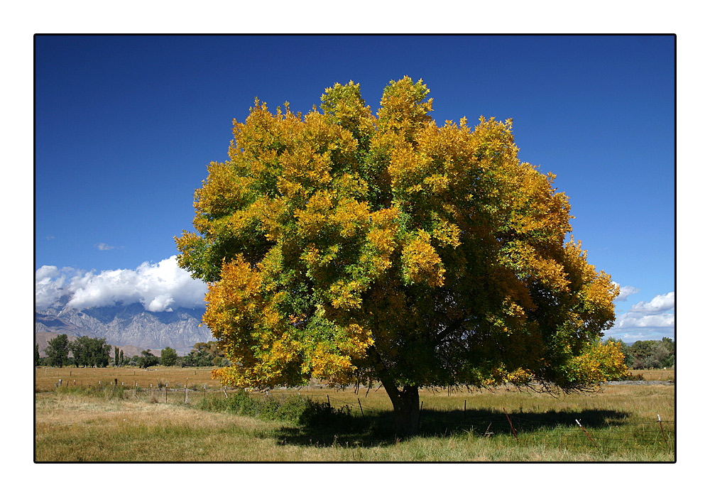 The Fall in Sierra Nevada