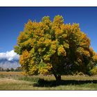 The Fall in Sierra Nevada