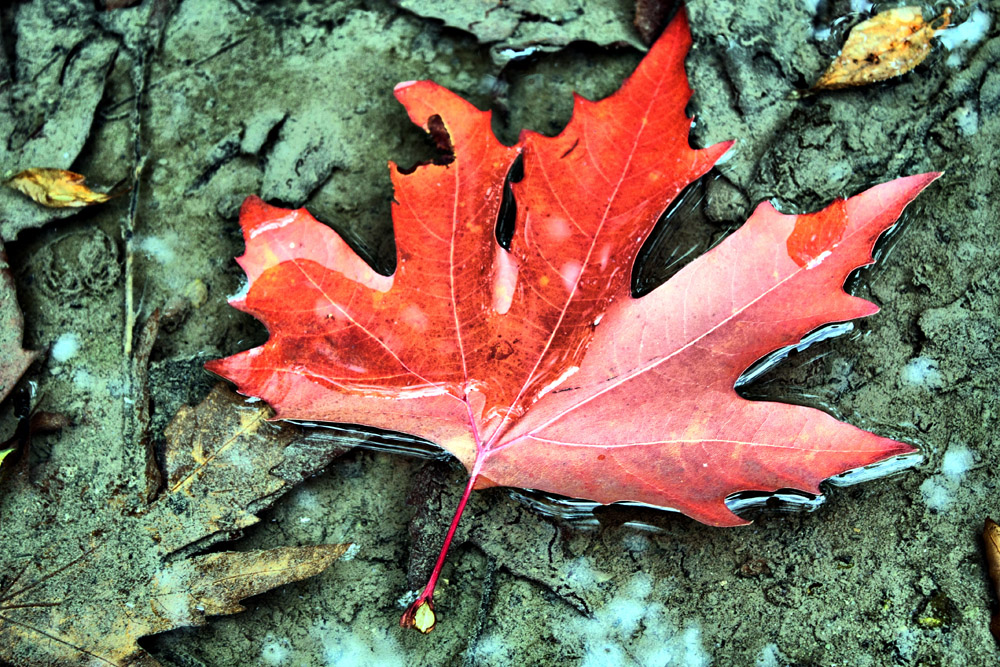 The fall leaf