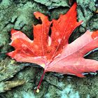 The fall leaf