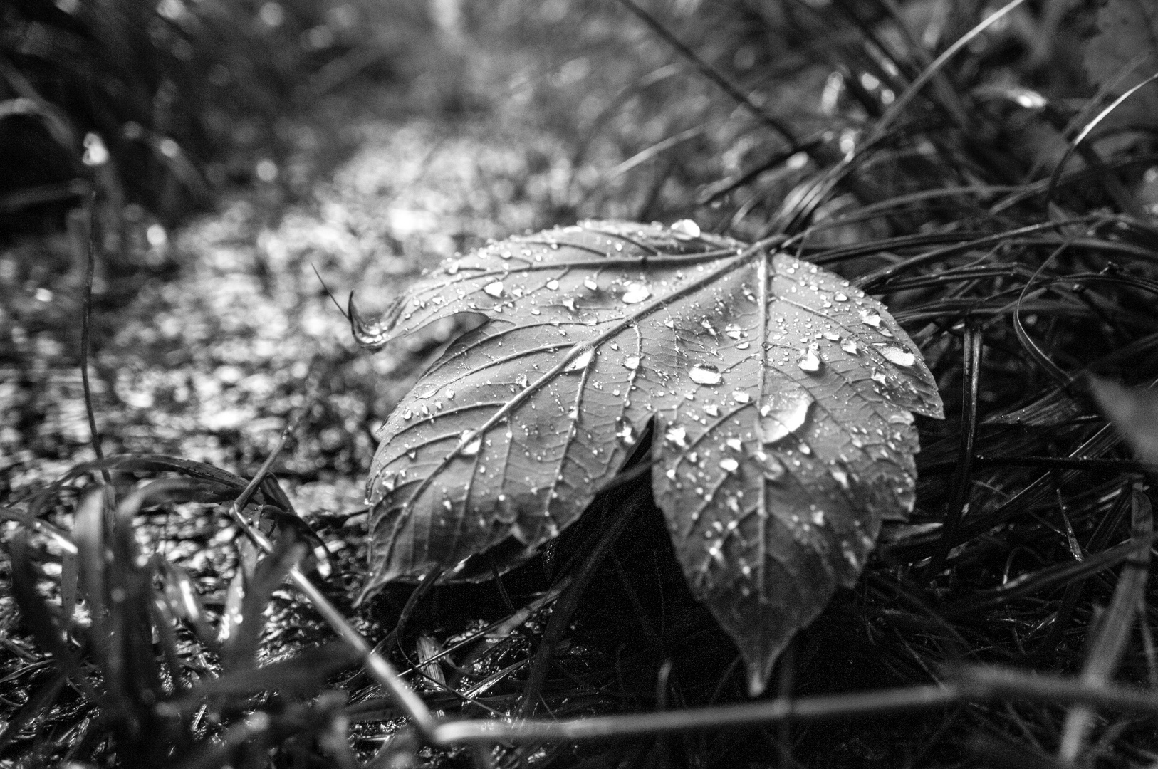 The fallen leaf