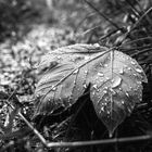 The fallen leaf