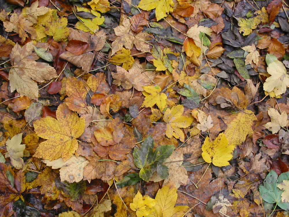 The fallen leaves jewel the ground (Robin Williamson)