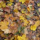 The fallen leaves jewel the ground (Robin Williamson)