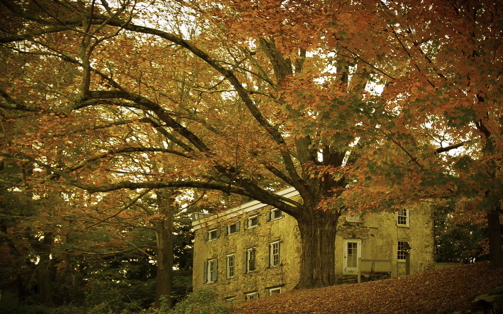 the fallen red leaves