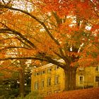 the fallen red leaves