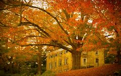 the fallen red leaves