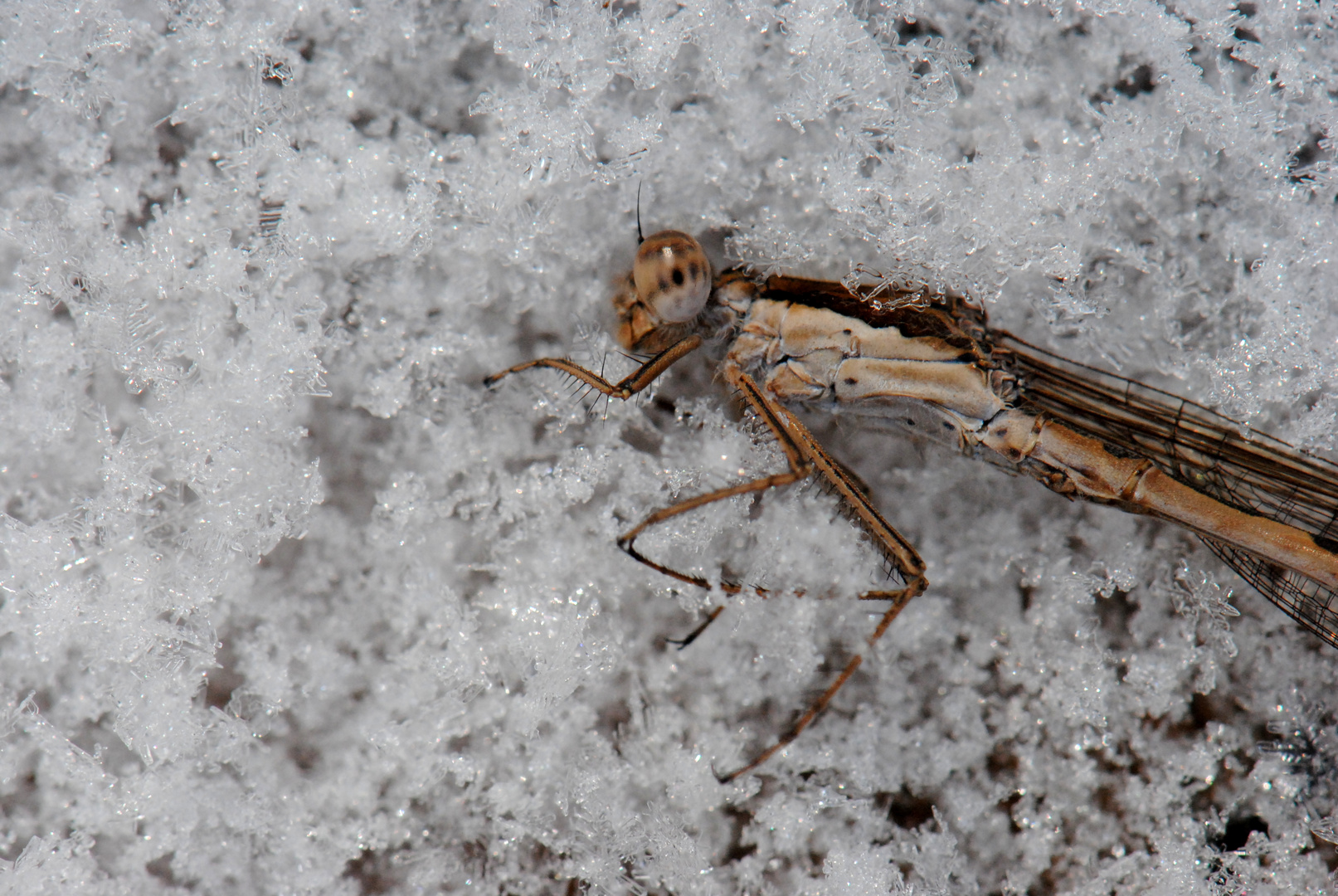 ~ The Fallen ~ (Sympecma fusca, m)