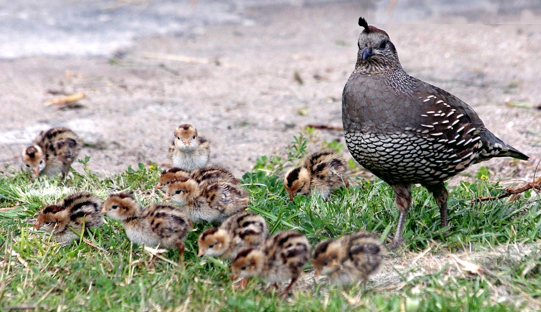 The family . California quail!