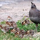 The family . California quail!