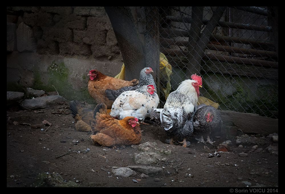 The Family of Chickens