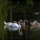 The family swan