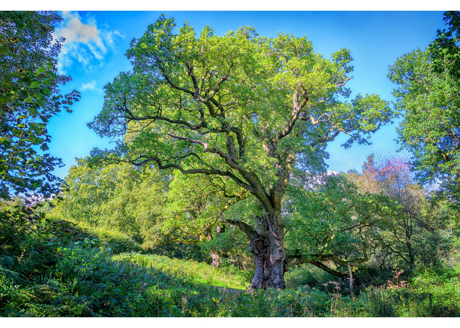 The famous Birnam Oak