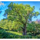 The famous Birnam Oak