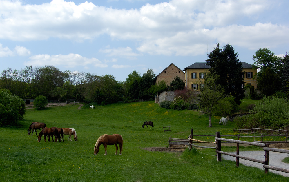 The Farm