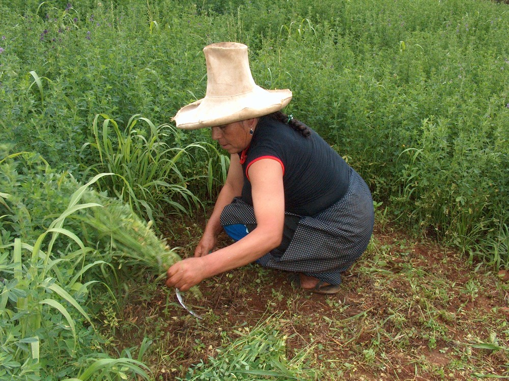 The farmer