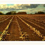 " The farmer who sows the farmer who harvests "