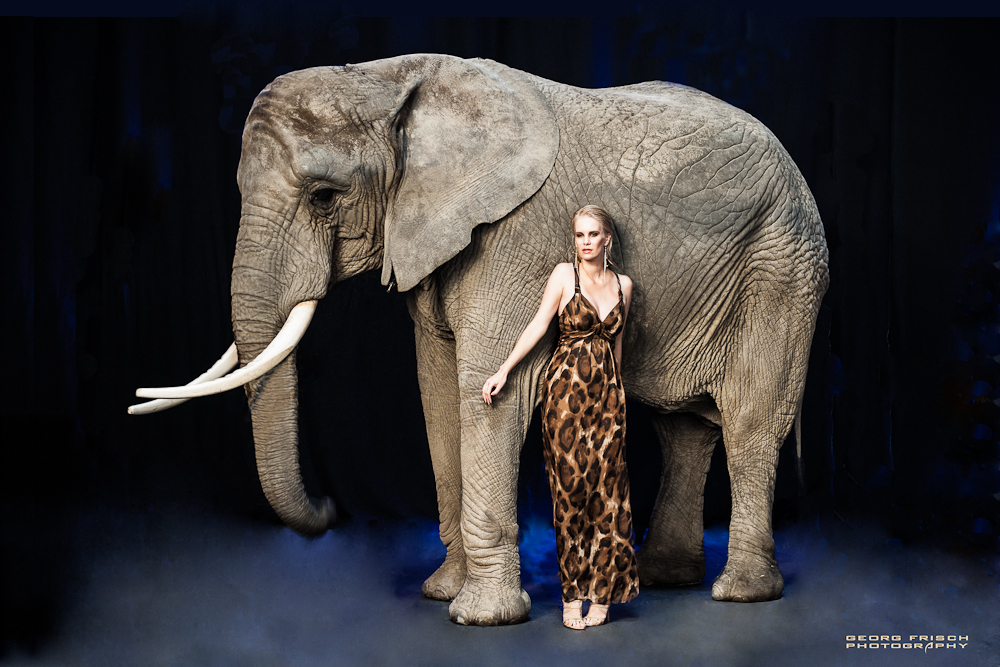 the fashion-elefant