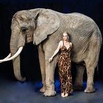 the fashion-elefant