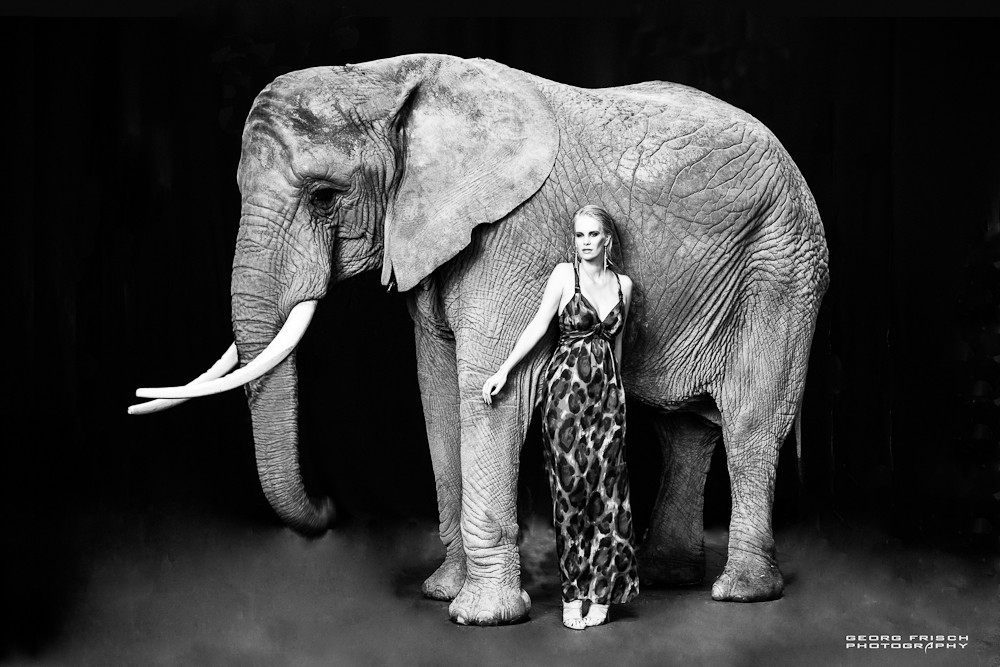 the fashion-elefant s/w