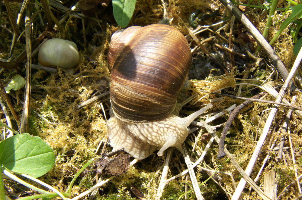 The fast-snail