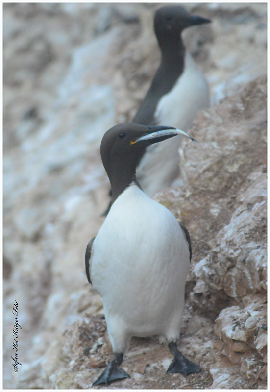 The Fat Of Helgoland