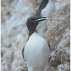 The Fat Of Helgoland