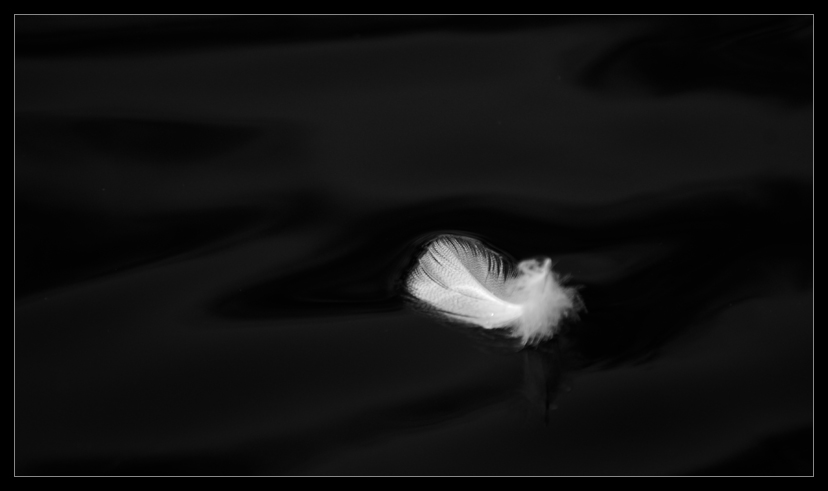 the feather