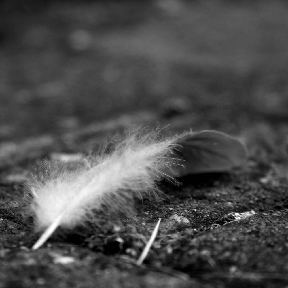 ~ the feather....that got free ~