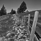 The fence