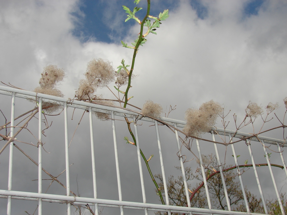 the fence - der Zaun