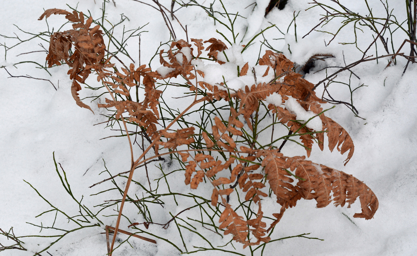 The fern and bilberry on snow