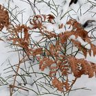 The fern and bilberry on snow
