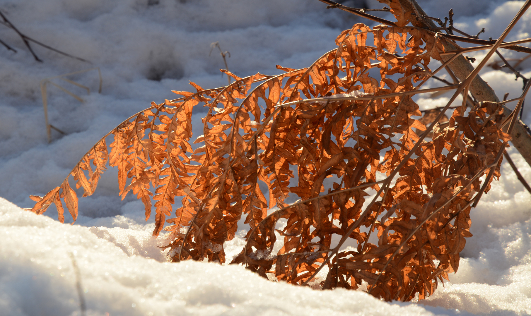 The fern on snow