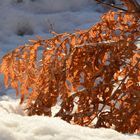 The fern on snow