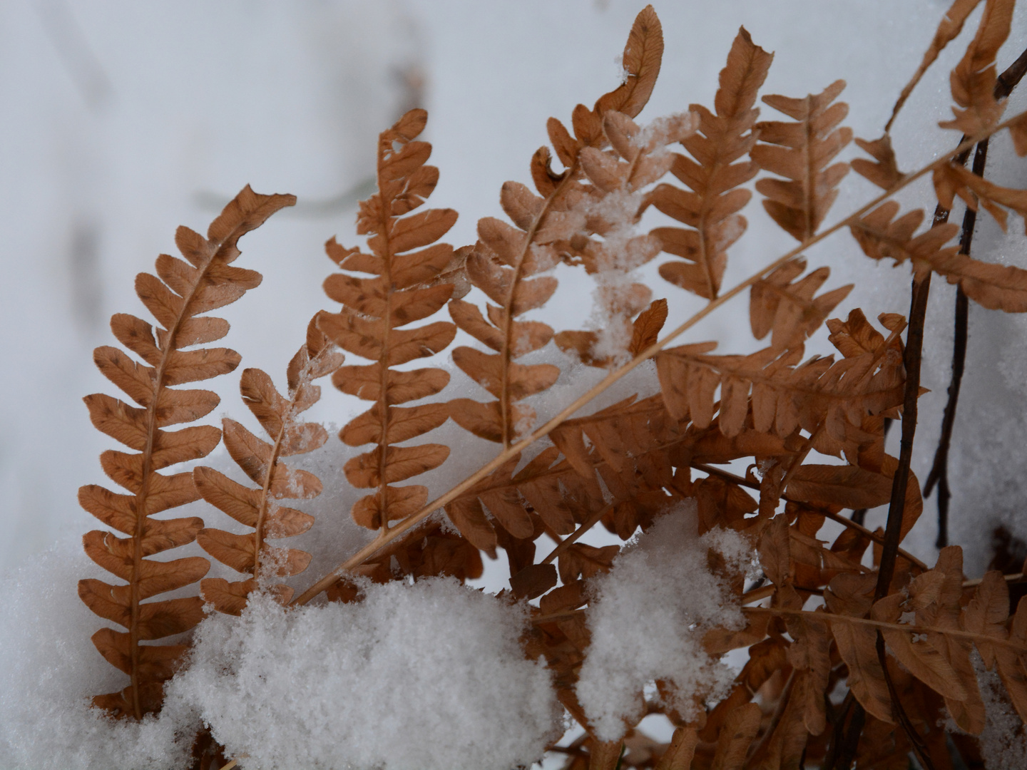 The fern on winter