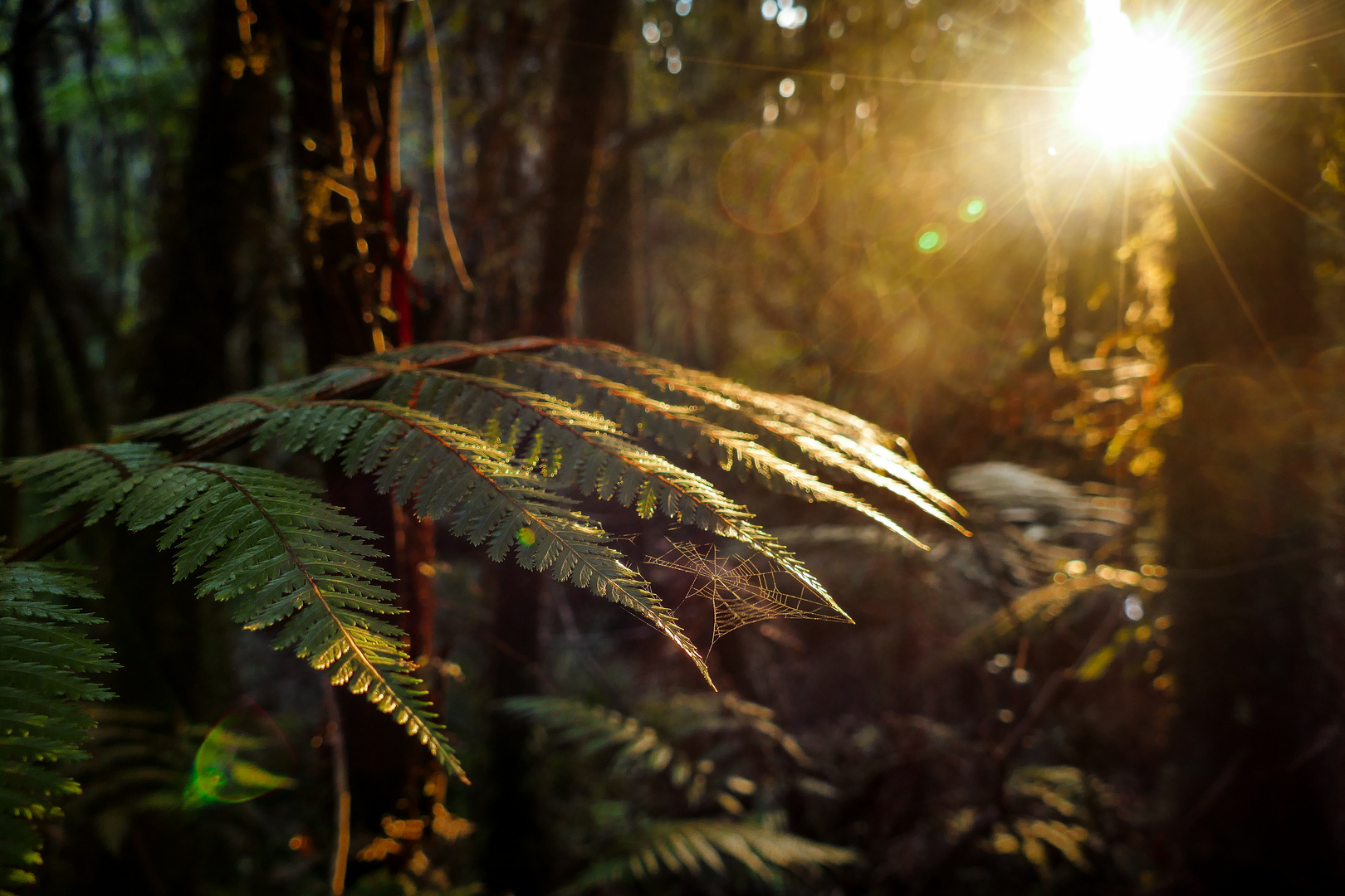 the fern & the spider web