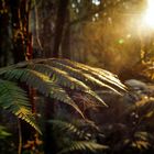 the fern & the spider web