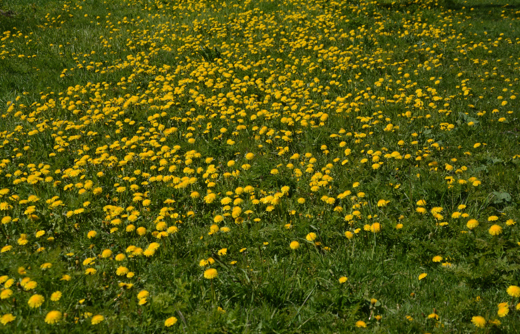 The field of Taraxacum officinale