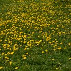 The field of Taraxacum officinale