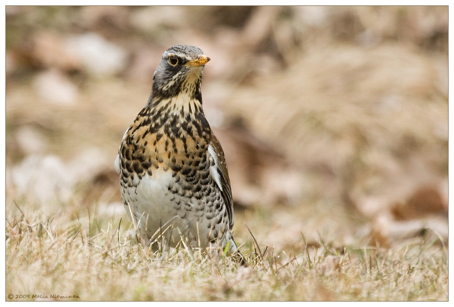 The Fieldfare (Turdus pilaris)