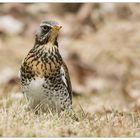 The Fieldfare (Turdus pilaris)