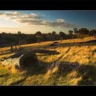 ~ The fields around Adelaide ~